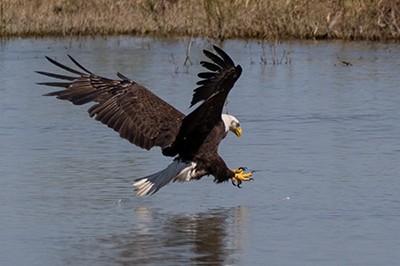 American Bald Eagle